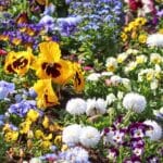 spring-flowers-4158513_1280